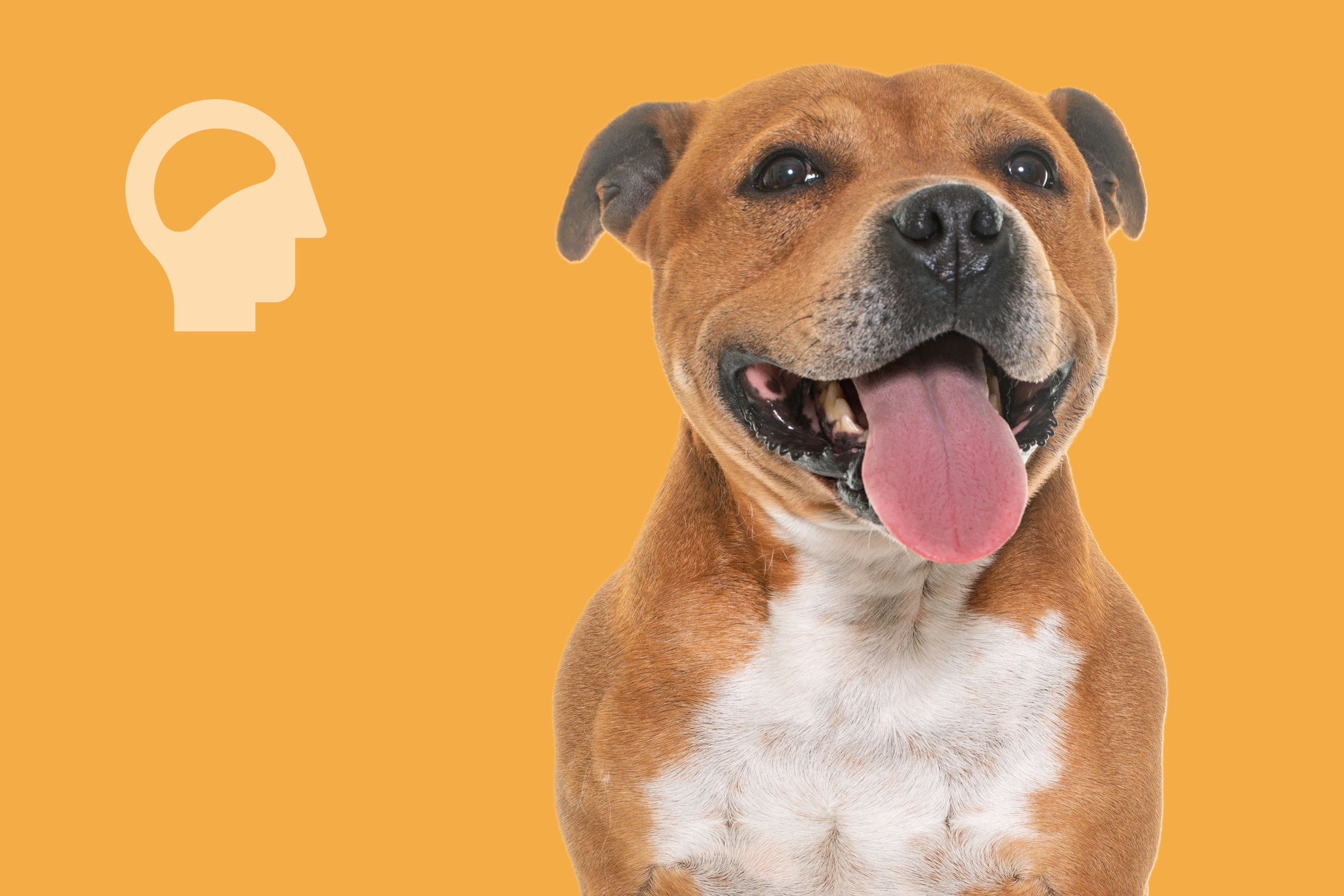 Breed Focus: The Staffordshire Bull Terrier