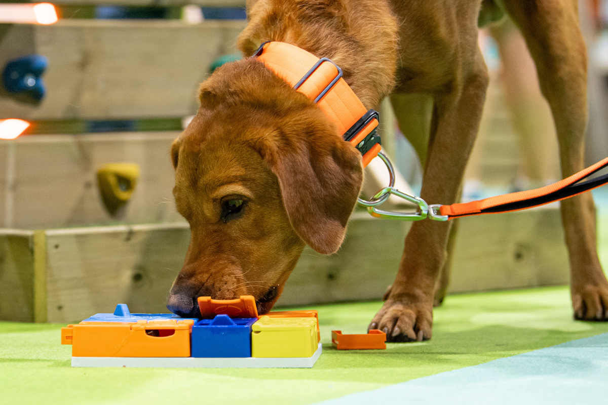 Temptation Alley: Can your dog resist?