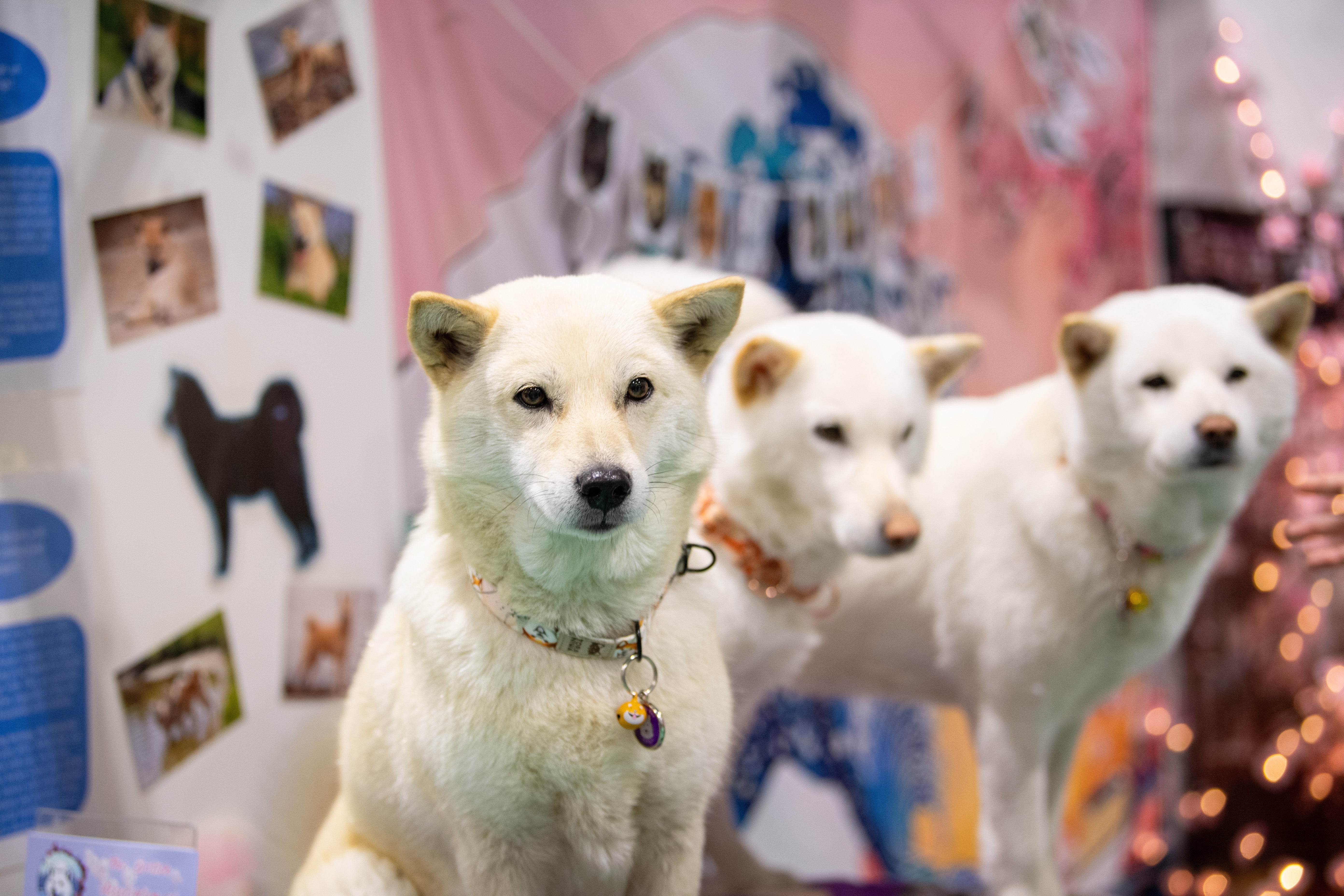 Breed Village: Meet the UK's rarest breeds
