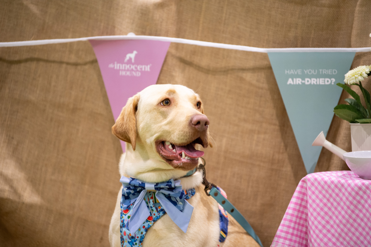 Join the Picnic Party