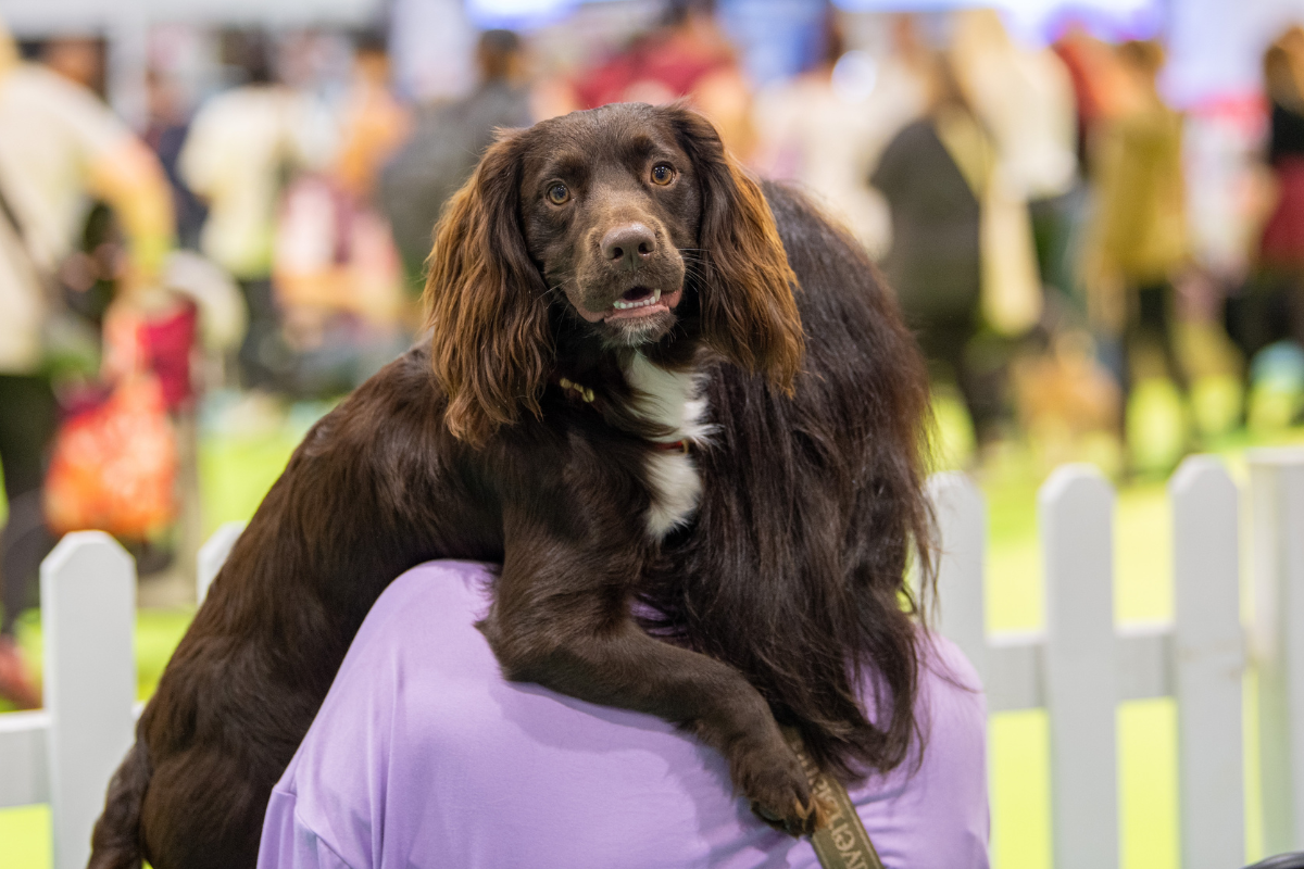 Have a Go Scurry: unleash your dog's inner gundog.