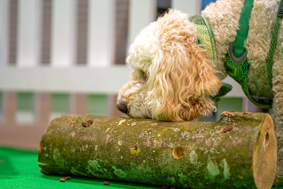 Enrichment Play Zone