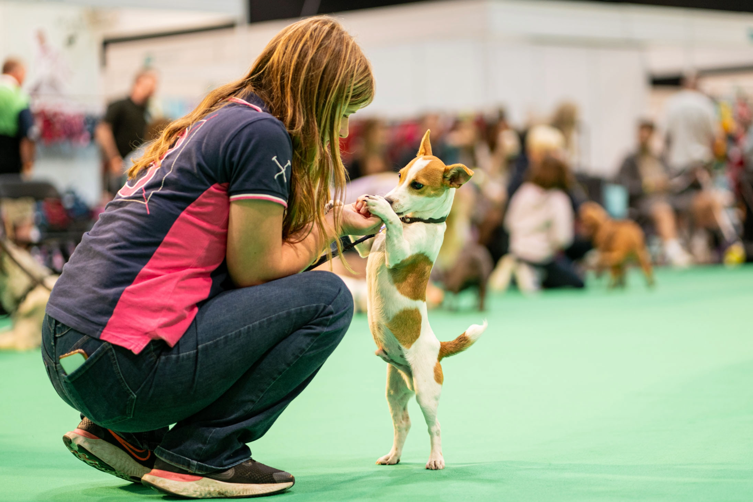 Fun Dog Show