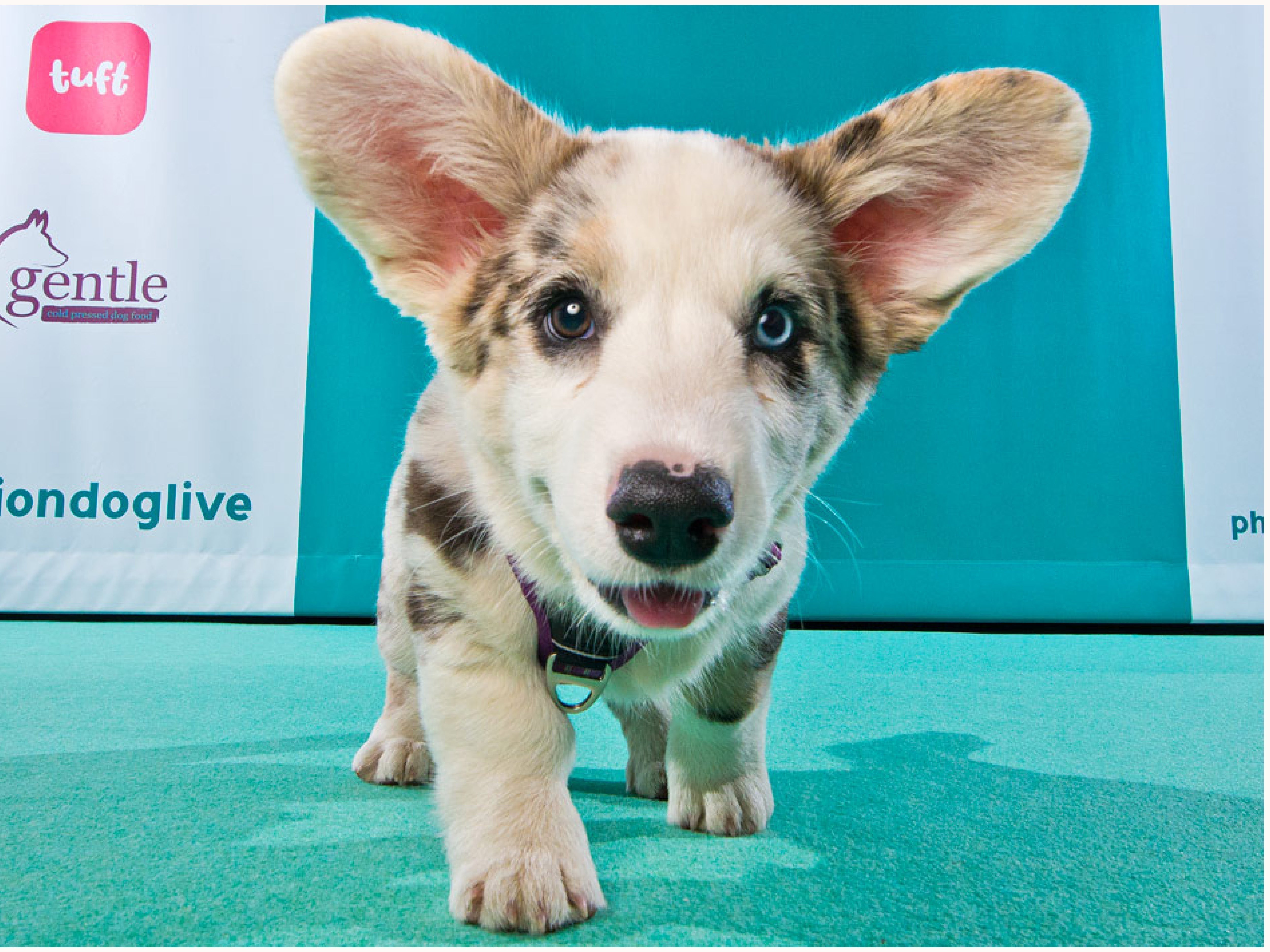 Photo Booth - Free Image of your Dog